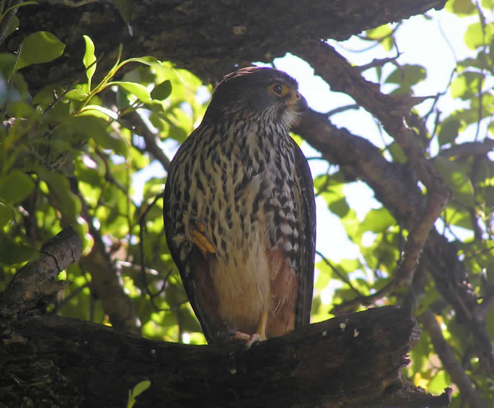 falcon in tree